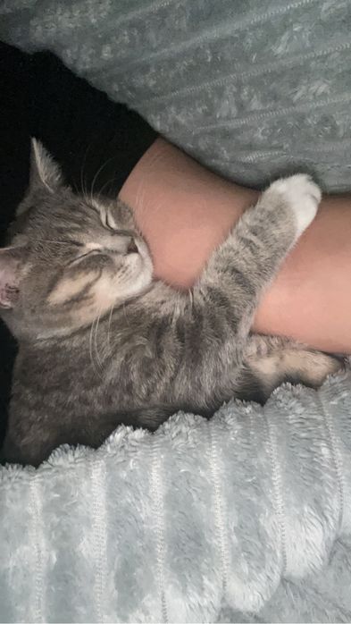 Отдам кота в хорошие руки