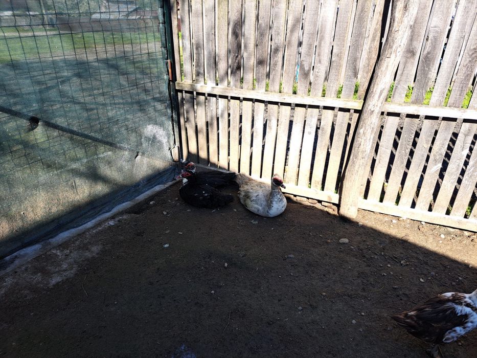 De vanzare rate si ratoi