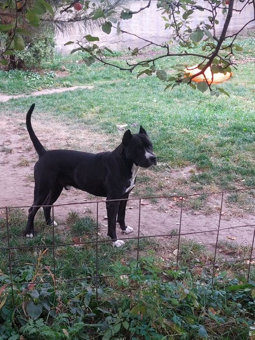 Вязка !!! Американский пит- бультерьерр ...