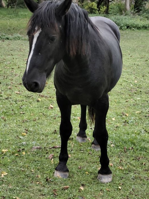 Vând mânz de 2 anii metis de frizian