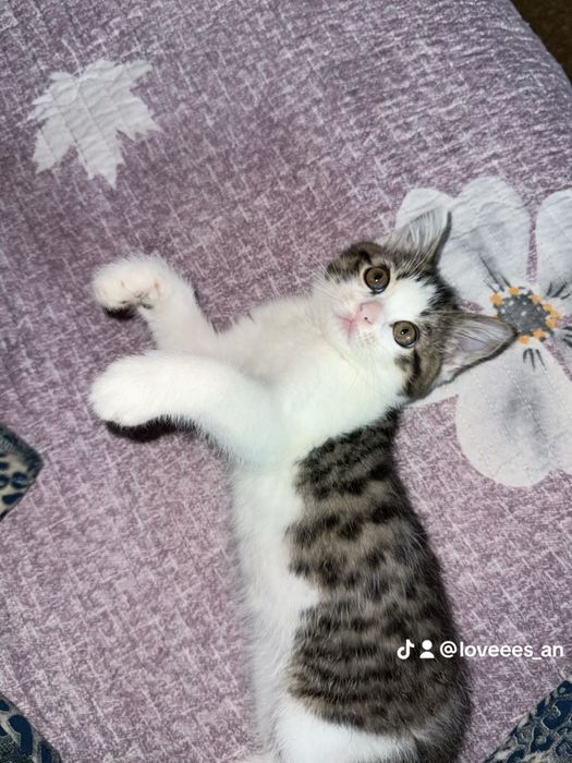 Котенок продается!!!
