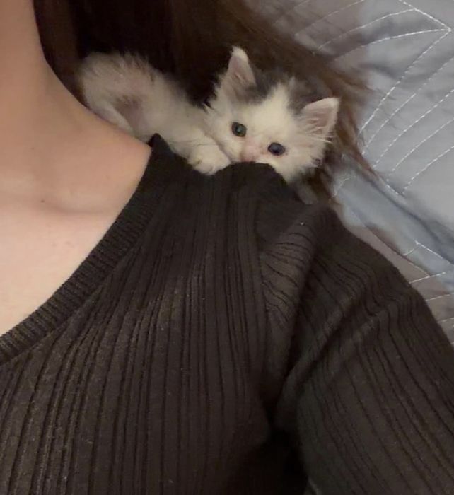 Отдам котенка в добрые руки