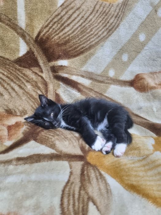 Котёнок в Ответственные и добрейшие руки