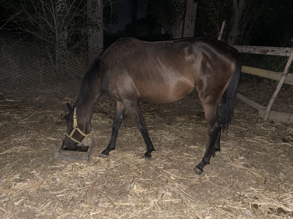 Таза канды 4 жасар байтал