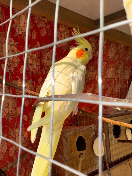 Корелла_Самка (мода-ургочи)