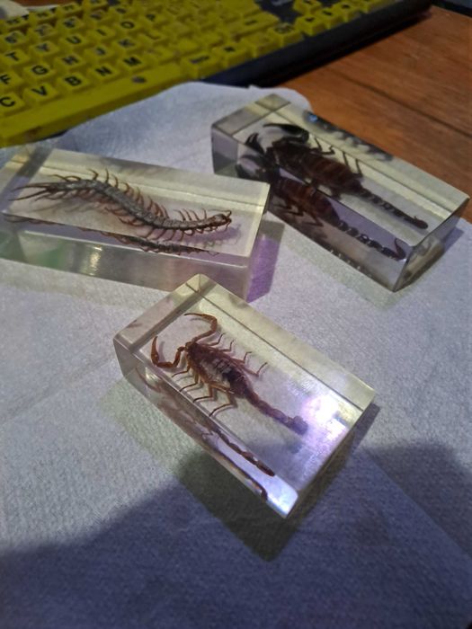 Insectar turnat, scorpion-2buc  si un miriapod