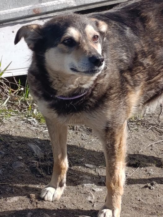 Отдам в добрые руки