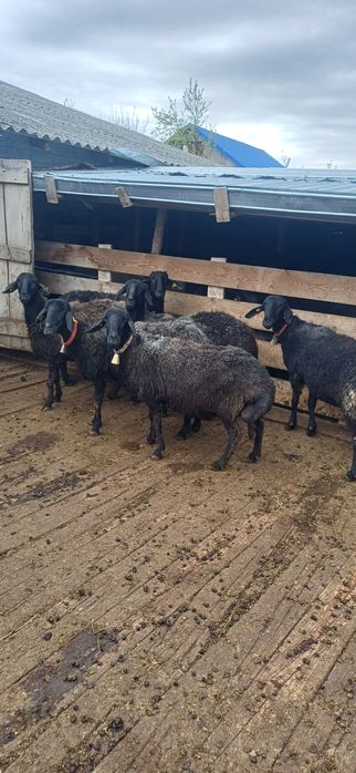 Vand oi karakul bune