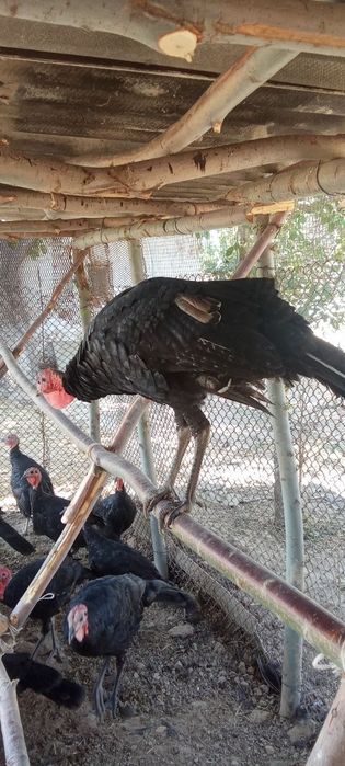 Куркалар сотилади