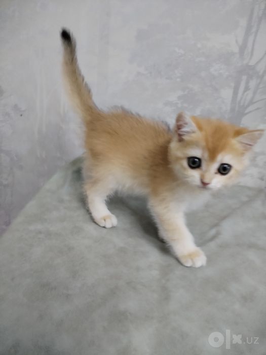 Продаются котята золотой шиншилы