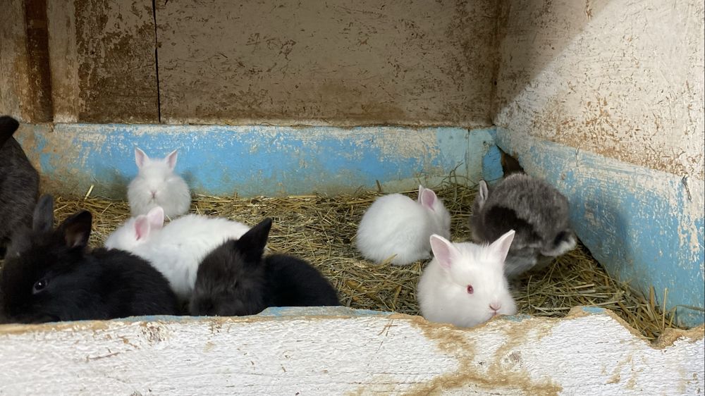 Femela cap de leu cu 8 pui