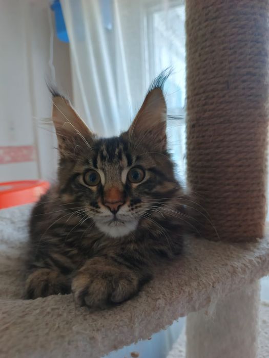Котята Мейн Куны