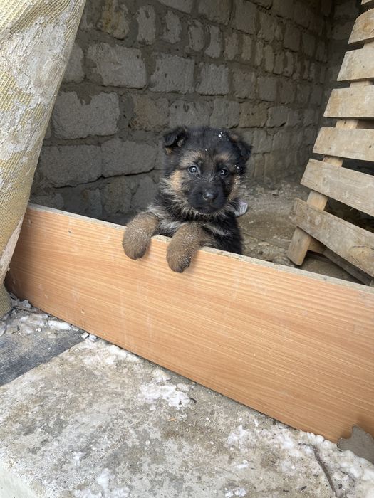 Продам щенок овчарка