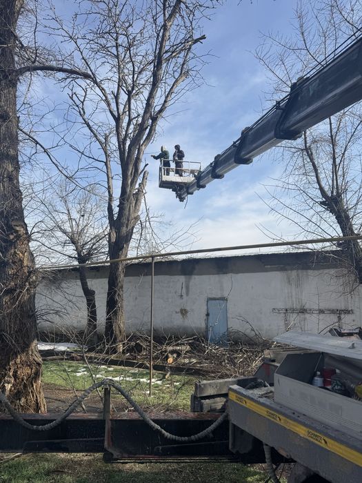 Спил деревьев, агаш кесу