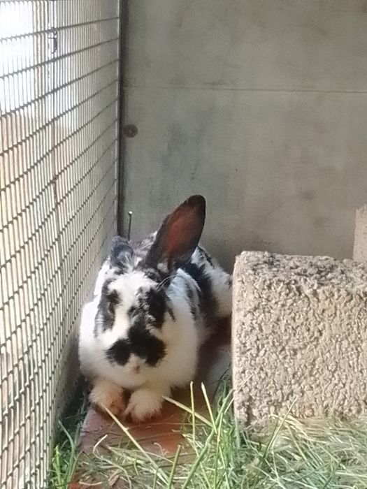 Quyonlar Кролики