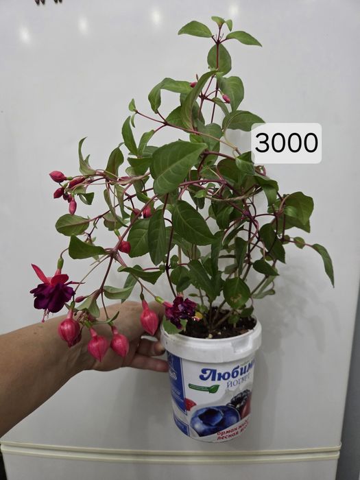Комнатные цветы разные