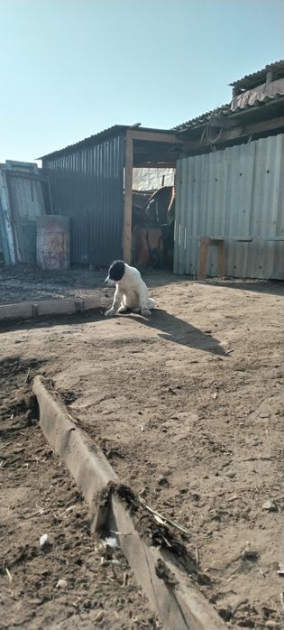 Қарабас немересі