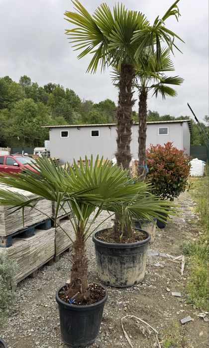 Plante ornamentale - Targu Jiu - rezistente la temperaturi scazute