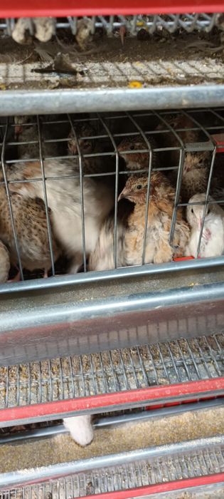 Cușca pentru prepelite