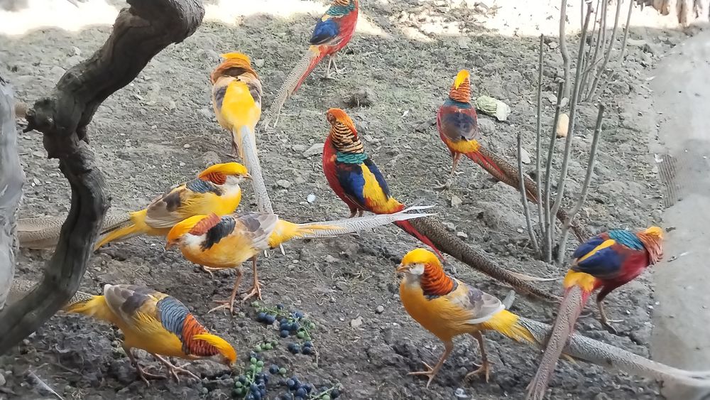 Fazani exotici auriu pe roșu , păuni ,rate mandarin .