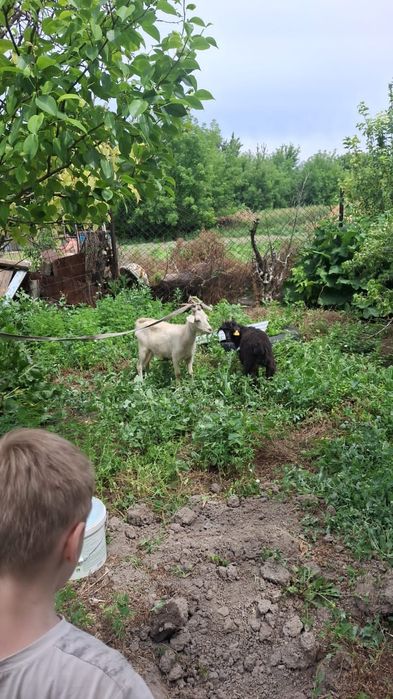Продам козу с козлёнком