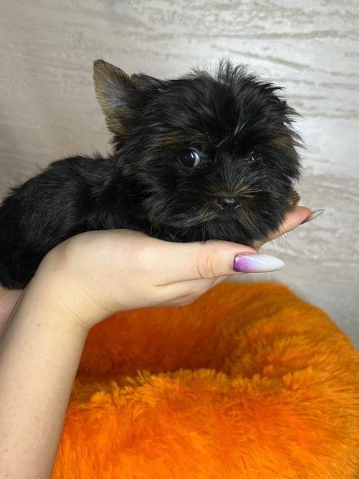 Йоркширский терьер