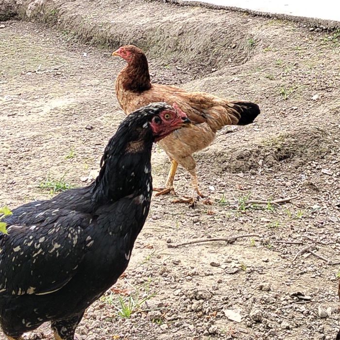 Dakan tovuqlar sotiladi