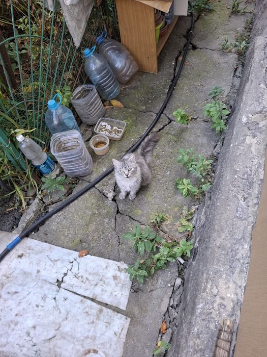 Нашли котенка мальчика