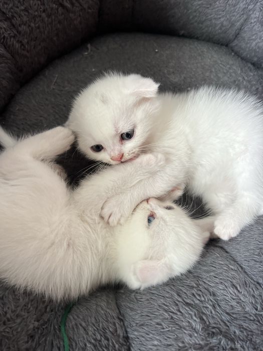 Кошечки веселоухи
