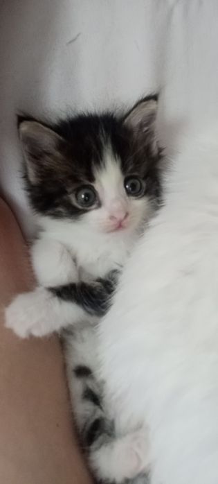 Сладенькая малышка ищет дом.