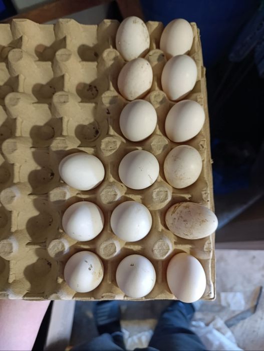 Оплодени яйца от холандска носачка