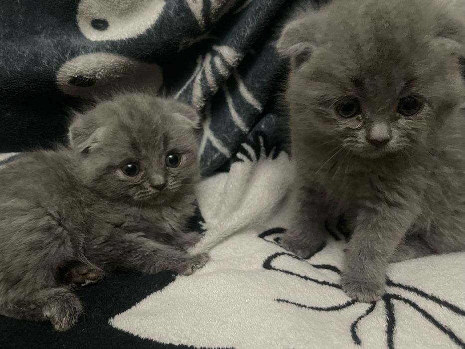 Вислоухие котята шотландские