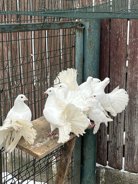 Porumbei de ornament