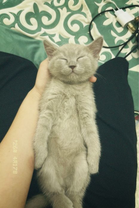 Британский котик,породистый