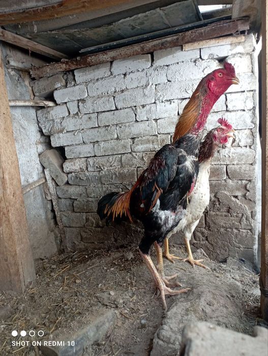 Dakan tiniqlari zotga