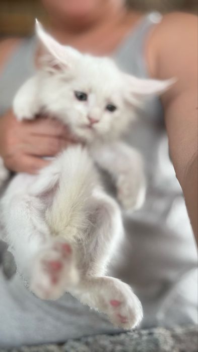 Мейн-кун белые снежата