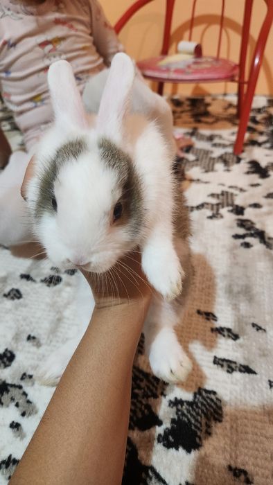 Quyonchalar.srochna sotiladi