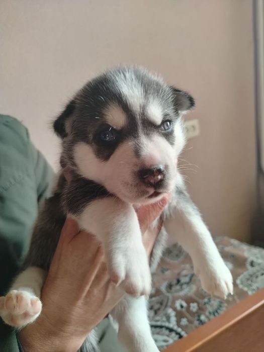 Продаю щенков ХАСКИ!