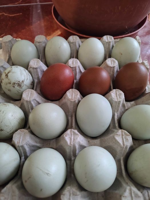 Ouă pentru incubat de Ameraucana