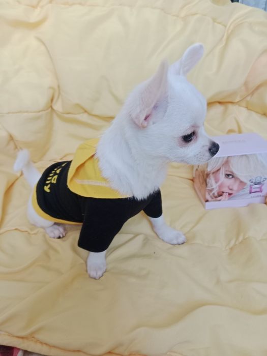 Щенки Чихуахуа 3 месяца.