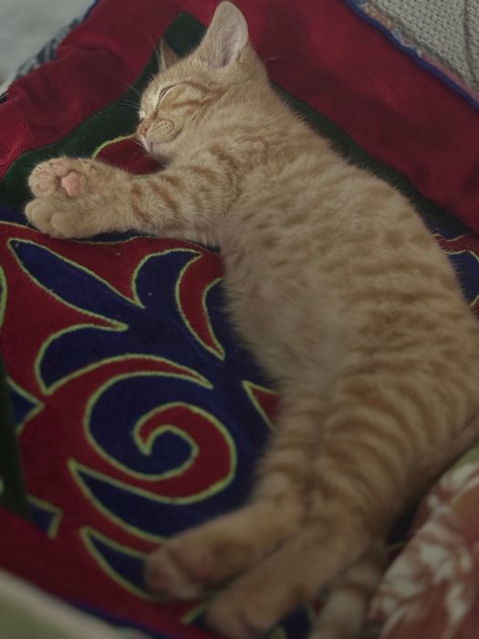 Отдам котенка в добрые руки