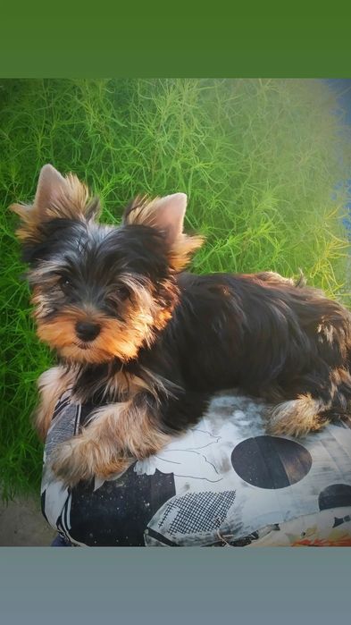 Щенки йоркширский терьер