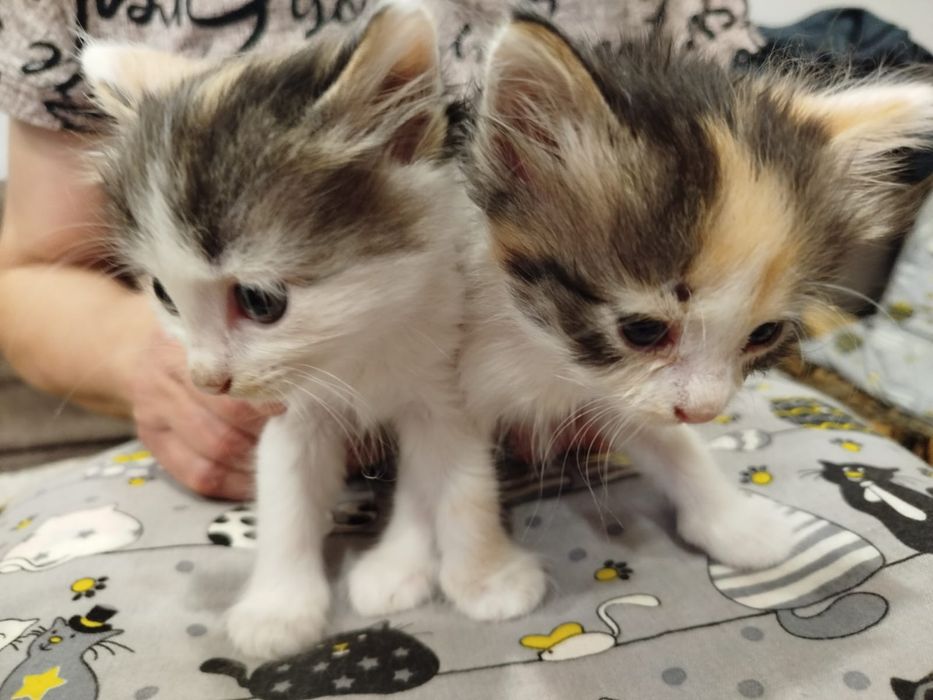 Отдам в добрые руки котят кушают сами в лоток ходят