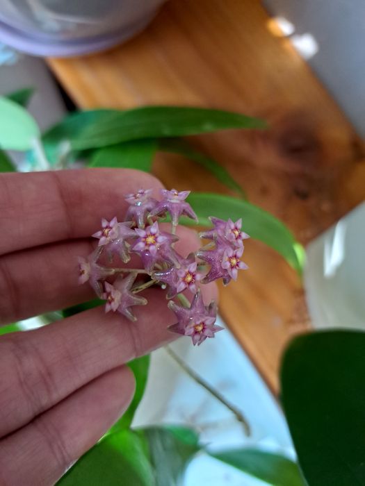 Хоя-восъчно цвете,различни видове