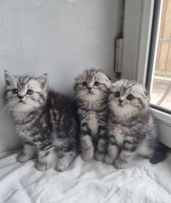 котята шотландские