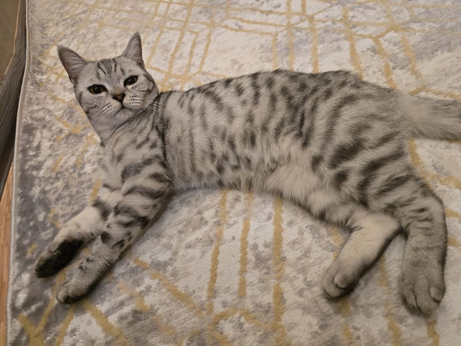 Продам кошку британец