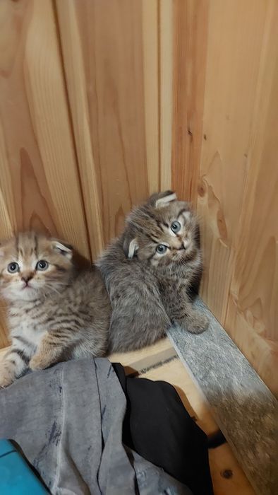 Продаются катята породистые