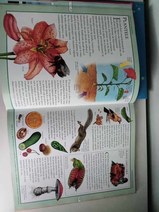 Colectie Corint Junior Atlas si enciclopedie