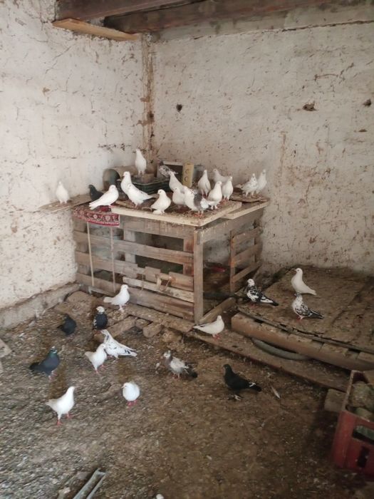 Кептерлер сатылады