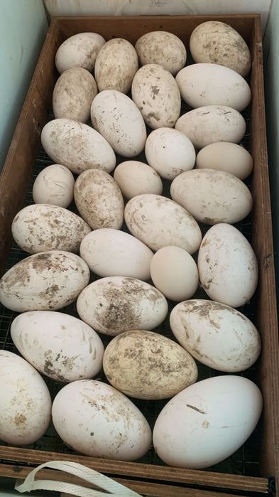 Жумыртка Индоутка яицо